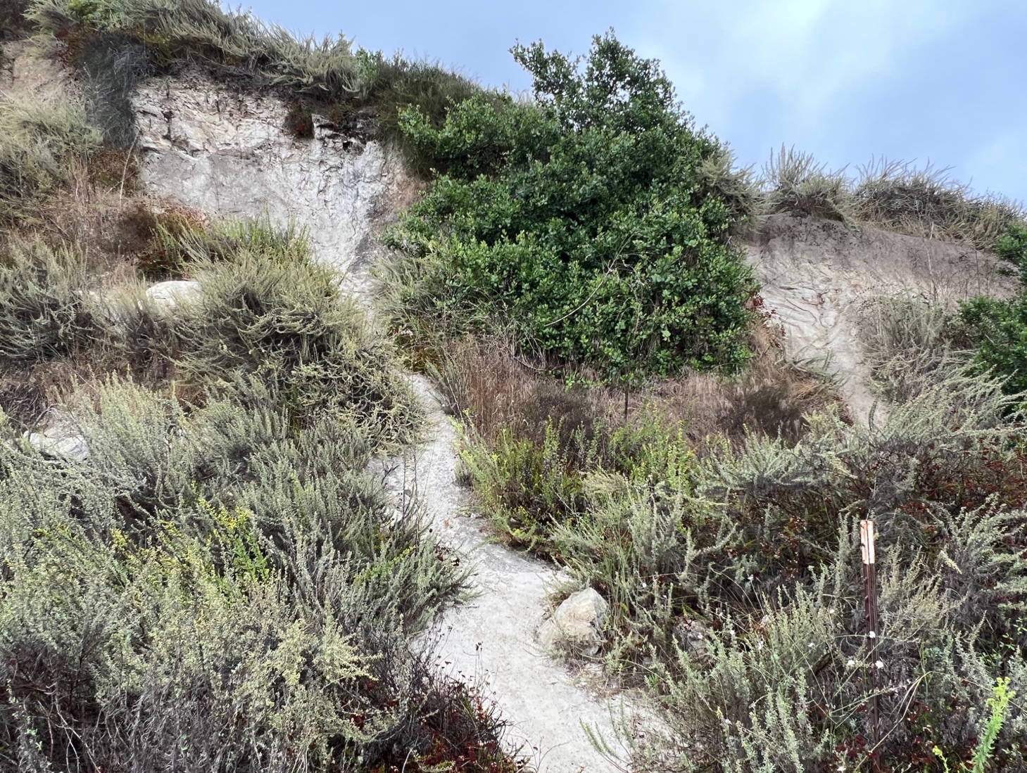 Exposures of white Santiago Formation