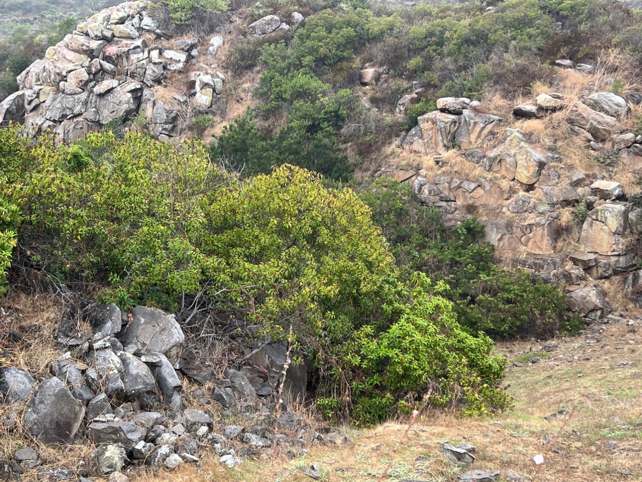 Exposures of orangeish Green Valley Tonalite with spheroidal weathering with small gray exposure of the volcanic unit