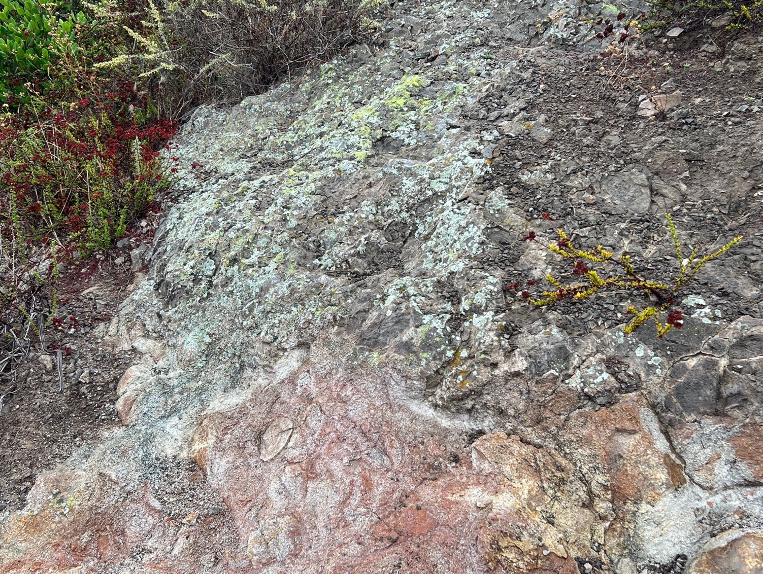 Contact between tonalite and the volcanic unit, notice the green lichen, they like to grow the volcanics and none on the tonalite.