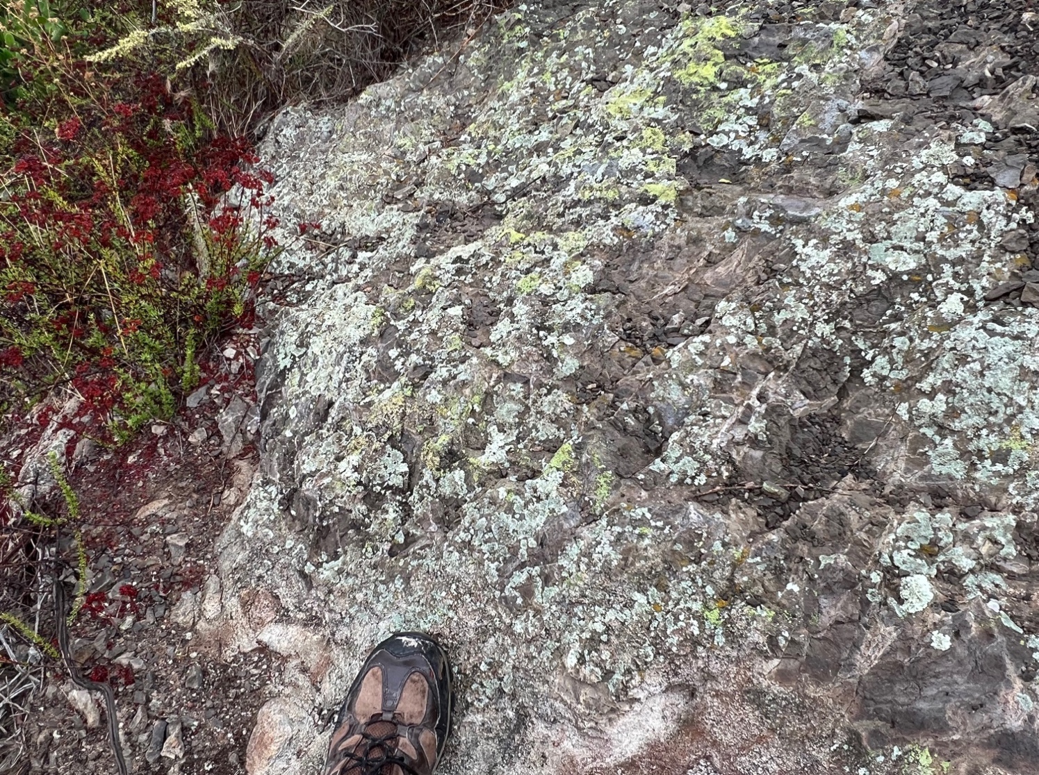 Volcanic unit with green lichen on it