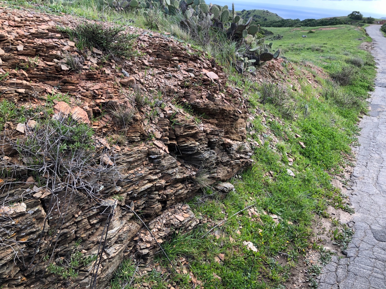 Outcrops of greenschist along airport road. This picture shows the fabric to being close to horizontal.

 