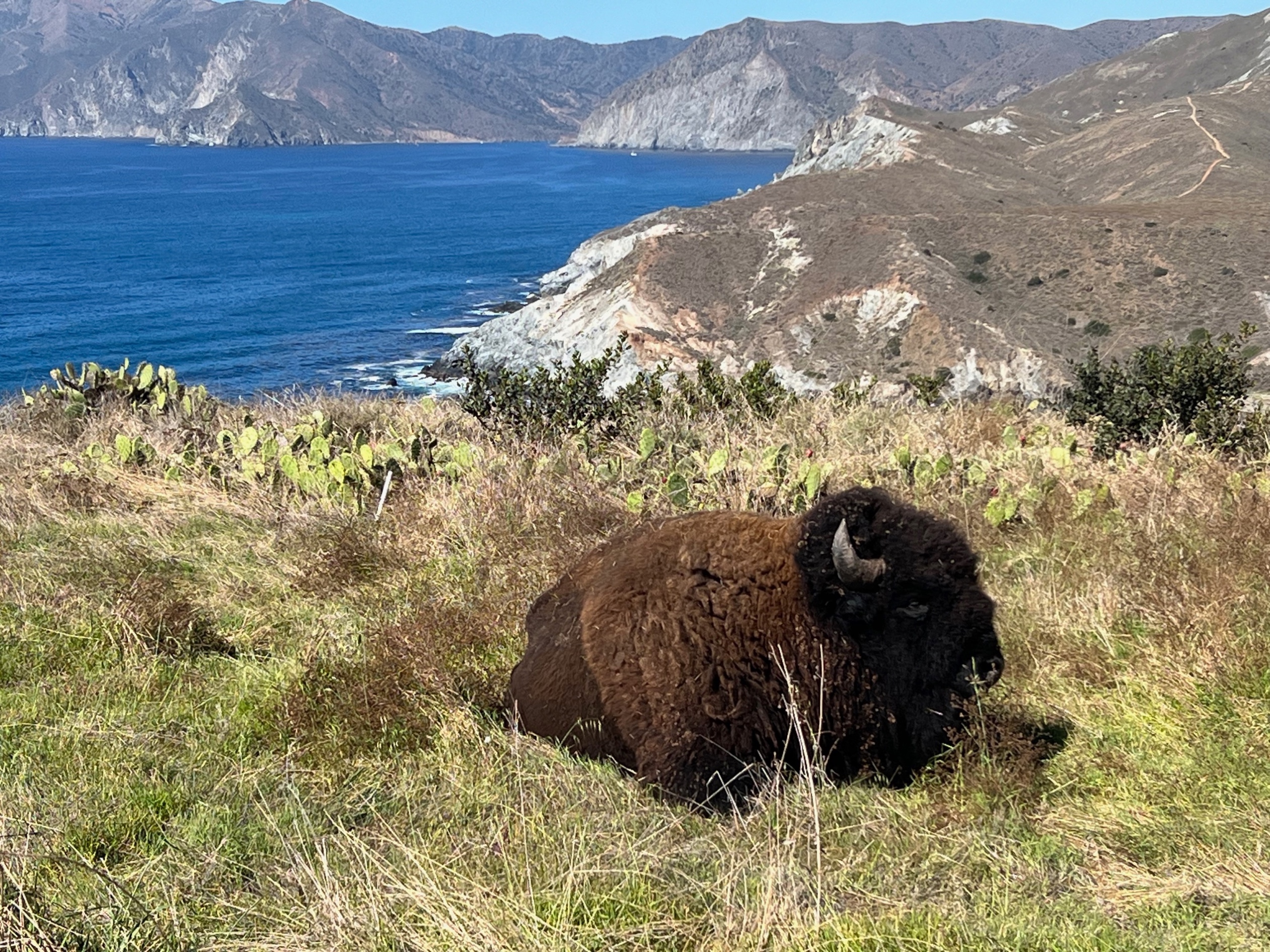 A bison near the switchback on Middle Ranch Road between Cottonwood Beach and Shark Harbor.