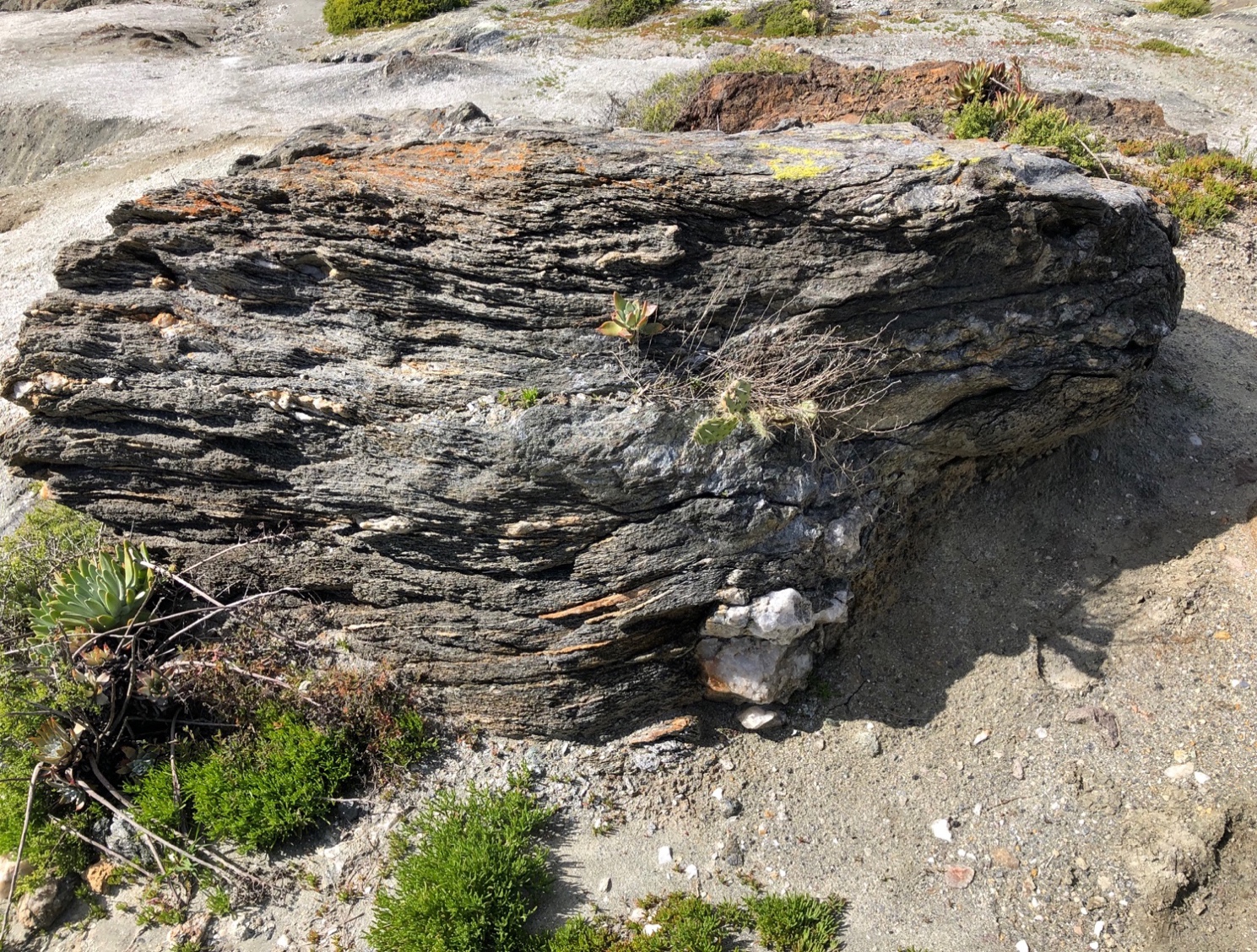 Greenschist with quartzite