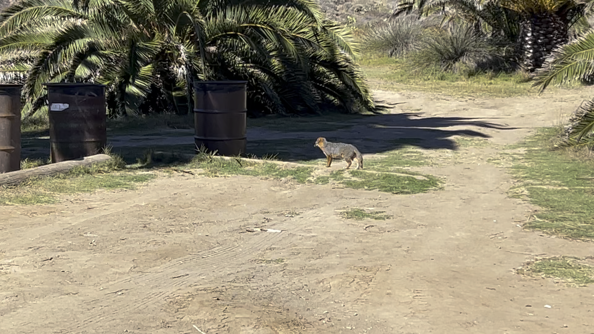 Video of a Catalina Fox
in the Two Harbors area