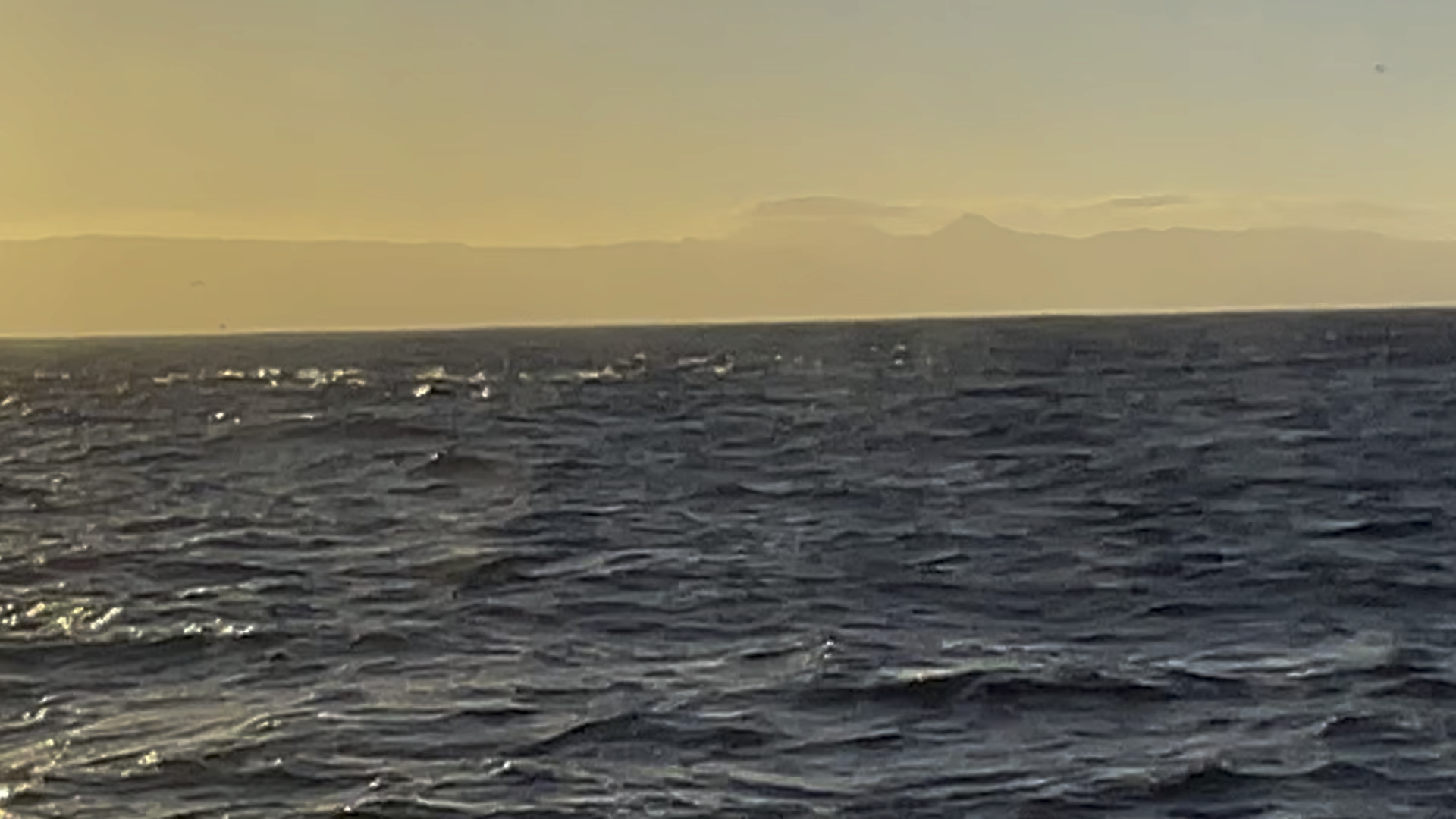 Video of Humpback whales in schools of dolphin and yellowfin tuna, on the shuttle from Dana Point to Avalon. Theres a dolphin stampede at the end!