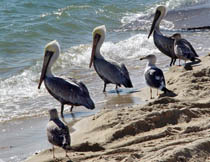 brown pelicans and california gulls