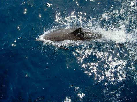 Description: Description: Description: http://www.miracosta.edu/home/jturbeville/Dana%20Point%20Floating%20Lab/Dolphins_files/image007.jpg