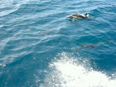 Description: Description: Description: http://www.miracosta.edu/home/jturbeville/Dana%20Point%20Floating%20Lab/Dolphins_files/image009.jpg