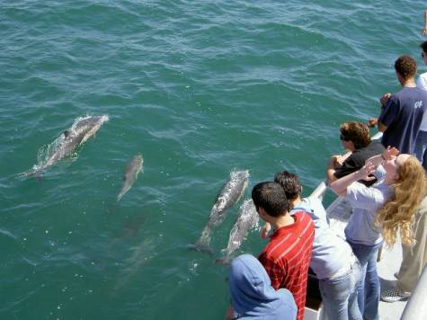 Description: Description: Description: http://www.miracosta.edu/home/jturbeville/Dana%20Point%20Floating%20Lab/Dolphins_files/image011.jpg