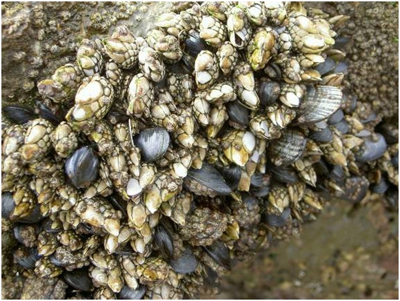 Description: Description: Description: Description: Gooseneck barnacles and mussels in middle zone. 