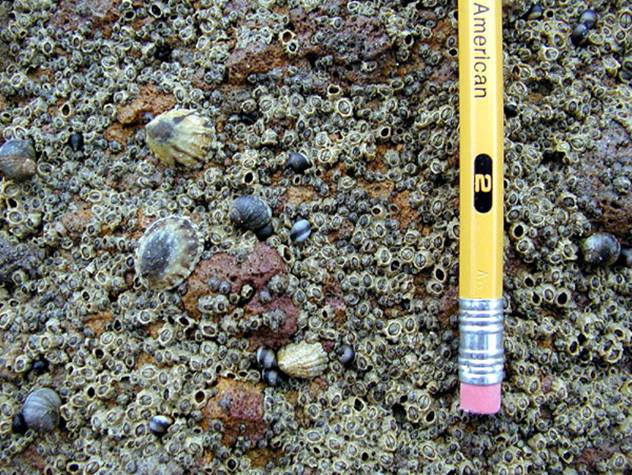 Description: The Splash Zone with Periwinkle Snails, Fingernail Limpets and Buckshot Barnacles