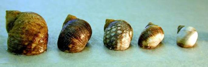 Periwinkle Snail shell diversity