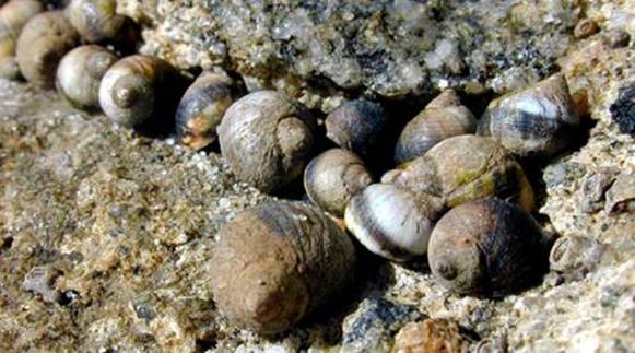 Periwinkle Snails cemented to the rock