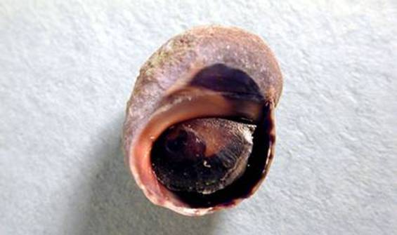 Periwinkle Snail underside showing operculum closed