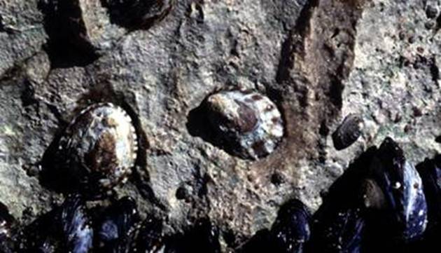 Fingernail Limpets sealed on their home scars
