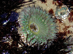 Description: Description: Open Starburst Anemone showing feeding tentacles