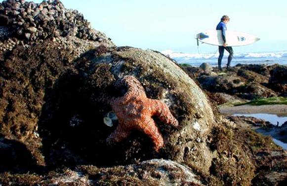 Description: Description: Ochre Sea Star, the 'keystone species' of our California rocky shores