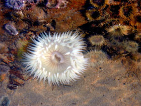 Description: Description: White Starburst Anemone (in the shade)