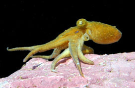 Description: Description: Octopus with smooth uniform colored skin