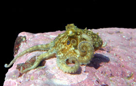 Description: Description: Octopus with bumpy blotchy colored skin