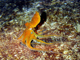 Description: Description: Octopus standing out in contrast to its environment