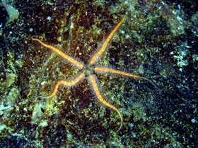 Description: Description: Brittle Star individual that has regrown the ends of several legs