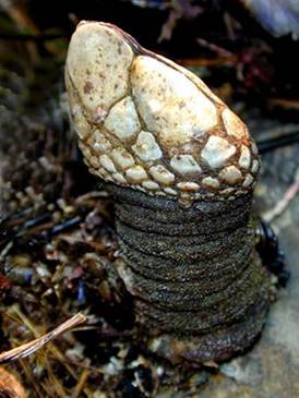 Description: Description: Single Gooseneck Barnacle