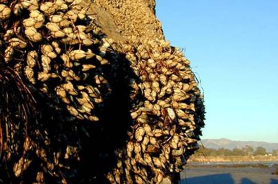 Description: Description: Gooseneck Barnacle hummocks