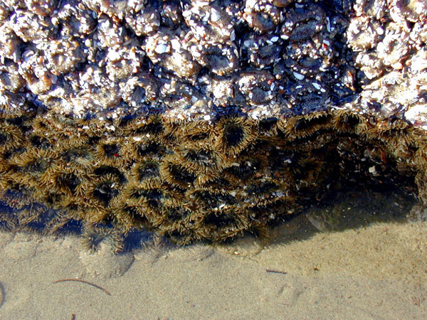 Description: Description: Aggregating Anemone clone, lower half under water (open) and upper half above water (closed)